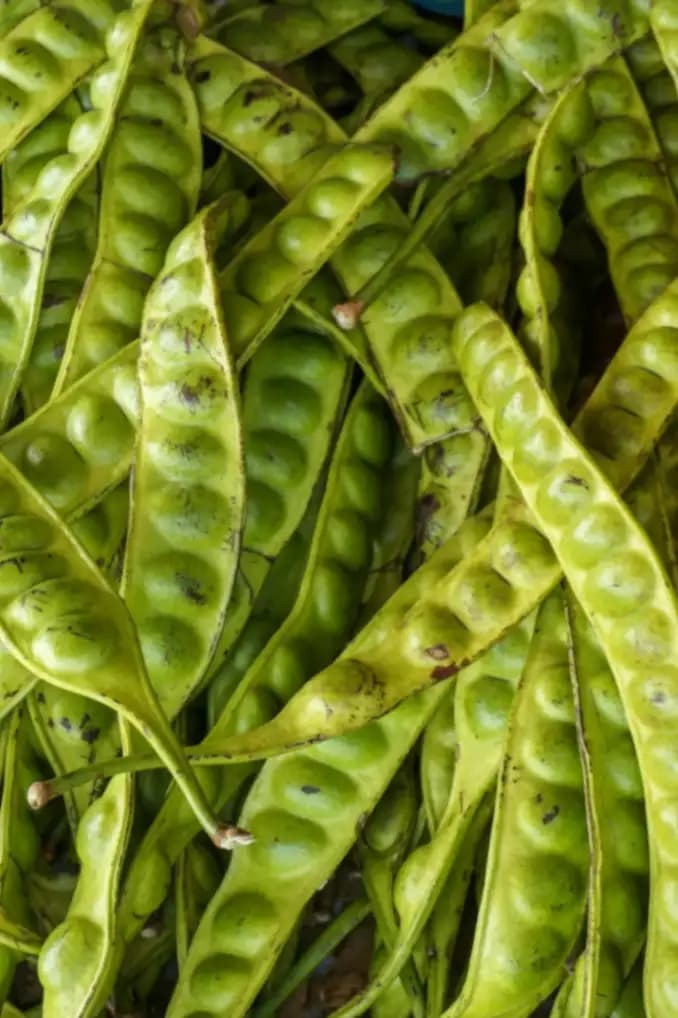 Fresh Vegetables